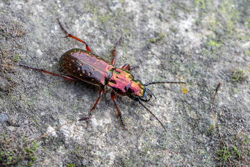 a ground beetle - Pterostichus pilosus