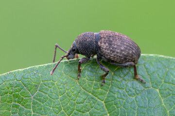 a weevil beetle - Otiorhynchus raucus