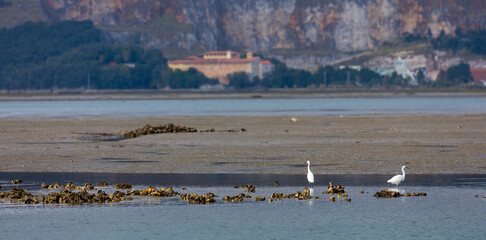 Garceta comun - Little egret (Egretta garzetta), Marismas de Santoña, Victoria y Joyel Natural Park, Colindres, Cantabria, Spain, Europe