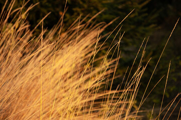 Źdźbła suchej trawy oświetlone światłem słońca.