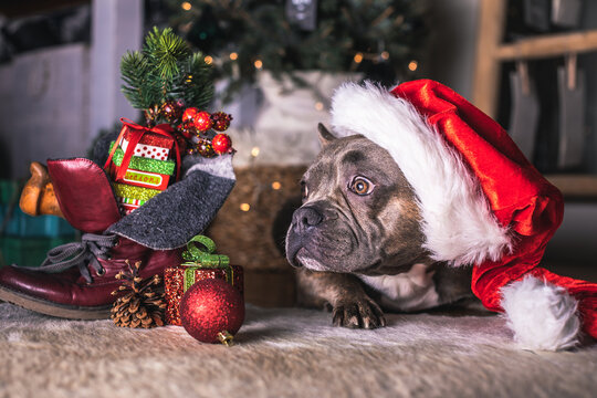 dog in santa hat with christmas gifts