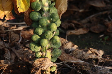 Green Brussels sprouts on a plant in a field in Zevenhuizen