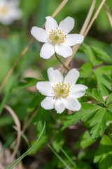 Anemonoides nemorosa wood anemone white flower in bloom, springtime flowering bunch of wild plants