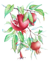 Watercolor pomegranate tree branch with fruits and green leaves