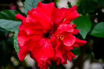 Beautiful red flower of double hibiscus, selective focus.