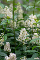 Ligustrum vulgare wild european privet white flowering plant, group of scented flowers in bloom on shrub branches