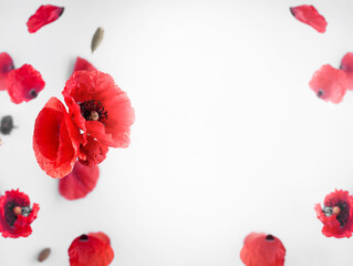 Red Poppy flower and blurred petals against white background.