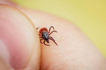 Dangerous blood sucking tick crawling on human skin is caught by hand. Parasite allergenic beetle