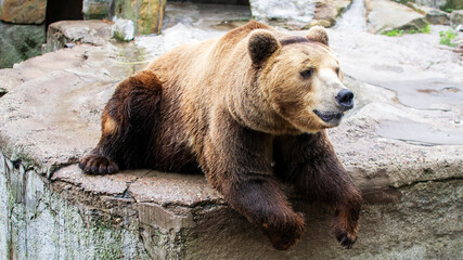 Brown big dangerous bear lying on a rock. Predator grizzly bear.