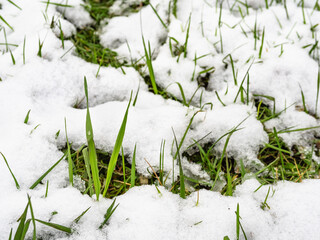 green grass covered by the first snow close up on cold autumn day (focus on the leaf with water...
