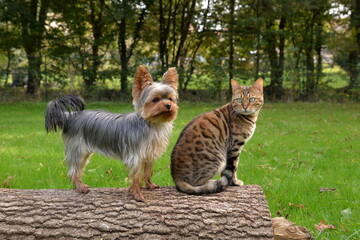 yorkshire terrier and bengal cat, super friends