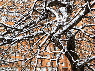 old bare tree covered by the first snow and orange high-rise urban house on background on cold autumn day
