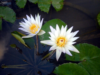 Two beautiful white lily in home garden pond