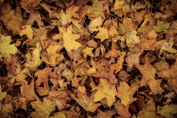 Autumn leaves after rainfall