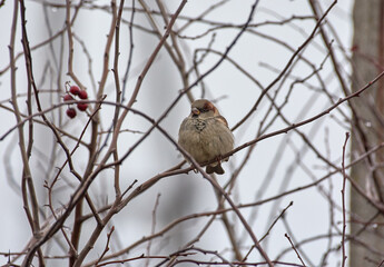robin on a branch