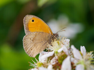 Meadow Brown - Maniola jurtina butterfly