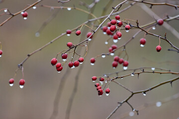 red rowan berries