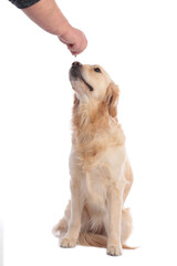 Golden retriever gets treats isolated