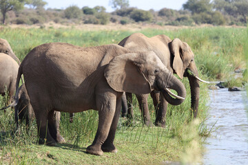 Naklejka na ściany i meble Afrikanischer Elefant am Olifants River / African elephant at Olifants River / Loxodonta africana