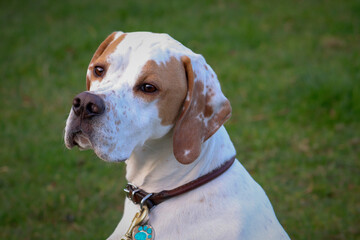 Dog Portrait Outdoors