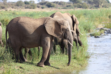 Afrikanischer Elefant am Olifants River / African elephant at Olifants River / Loxodonta africana.