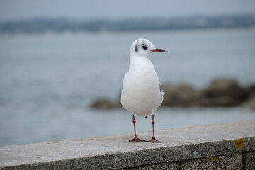 Mouette debout sur un mur .