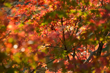 Maple tree red, orange, brown and yellow leaves in Autumn foliage