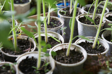 Potted Plants In Greenhouse