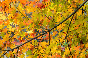 Maple tree red, orange, brown and yellow leaves in Autumn foliage