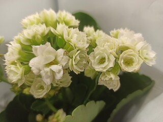 Obraz premium bouquet of white roses