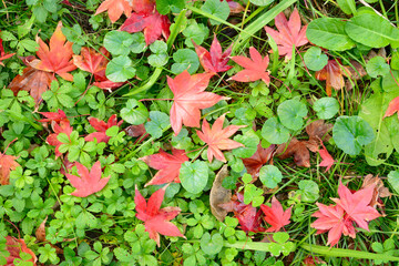 Maple tree red, orange, brown and yellow leaves in Autumn foliage