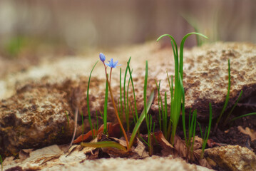 First spring flowers and early plants in a forest. The flower is known as a Scilla monanthos or Scilla caucasica. Native to woodlands, subalpine meadows, and seashores throughout Europe.