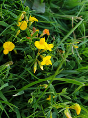 Beautiful herbal roses among the herbs