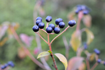 The berries of cornus sanguinea ripen on the branch of the bush.