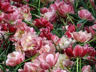 Foto op Plexiglas Tudor Schleurholts bloemen © Frederik Tudor