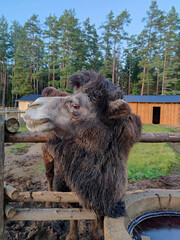 Camel stands behind the fence and near the feeding spot. Camel farm in Latvia. Exotic animal zoo.