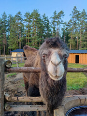 Camel stands behind the fence and near the feeding spot. Camel farm in Latvia. Exotic animal zoo.