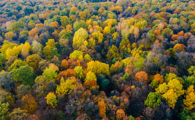 Aerial view of autumn colors in the forest