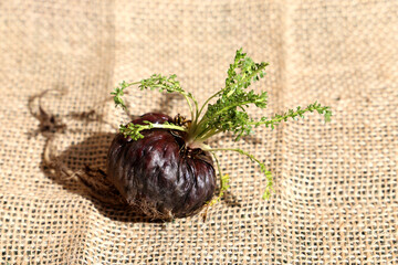 Peruvian Maca. Aphrodisiac root. Energetic and increases vitality