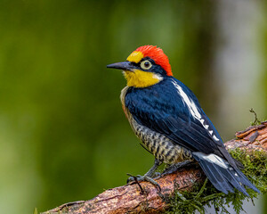 A colorful woodpecker perched on a tree branch