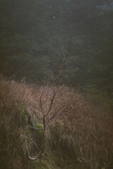 Majestic forest in the Owl Mountains