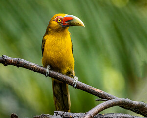 A yellow bird perched on a tree branch