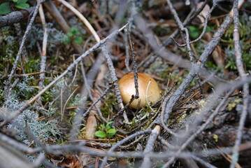 Naklejka na ściany i meble A russula mushroom hat among the moss and branches. Close-up brownish cap of russula mushroom. The mushroom emerged among the dry fallen branches of needles and green moss.