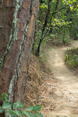 camino, senderismo en el bosque