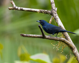 A songbird perched on a branch tree