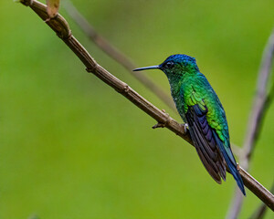 A tiny, colorful, hummingbird perched on a tree branch