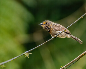 A small bird perched on an electric wire