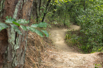 camino, senderismo en el bosque