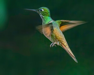 A tiny, colorful, hummingbird hovering