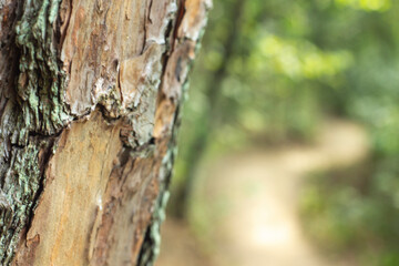 tronco de árbol y naturaleza verde al fondo borrosa